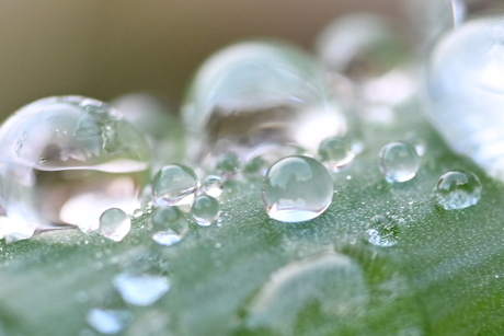 Dauwdruppels op een blad 
