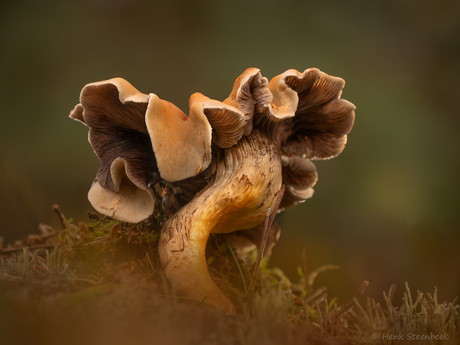 Bijzondere vorm zwavelkop