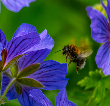 Hommel vlucht