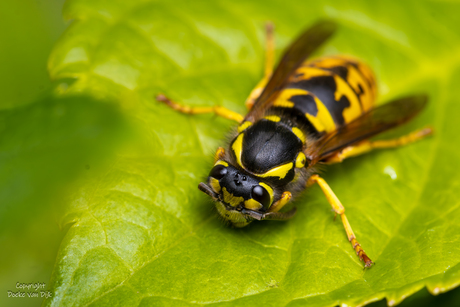Weekopdracht Macro