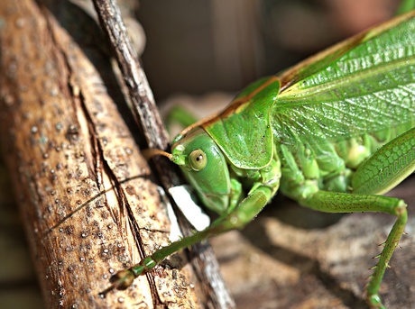 grote groene sabelsprinkhaan