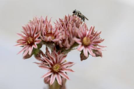 Nogmaals met de lensbaby. 