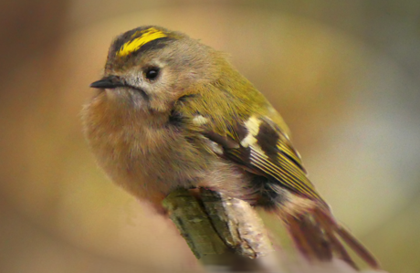 Portret van een Goudhaan
