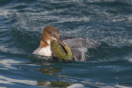 great catch