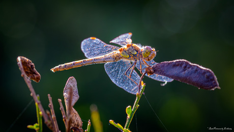 Bruinrode heidelibel