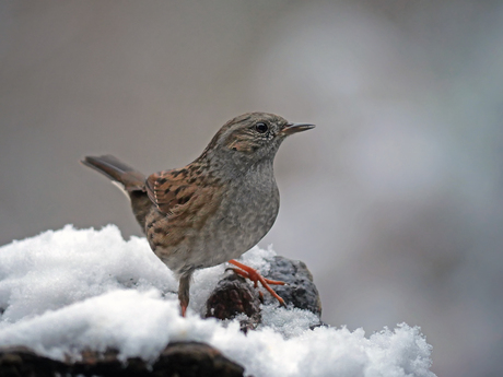 Vogels op bezoek