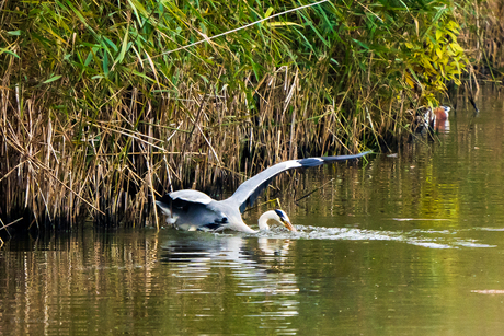 Blauwe reiger 