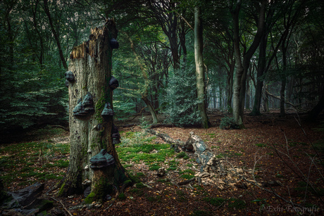 Het enge bos van Bor de Wolf