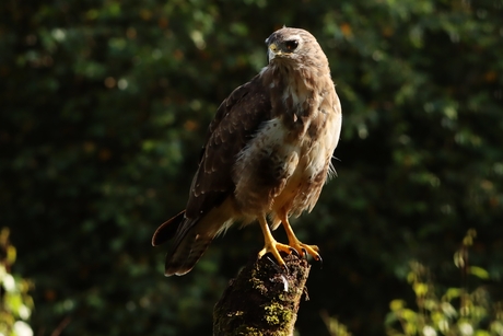 Buizerd op de uitkijk