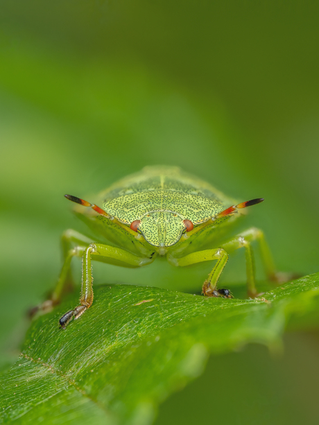 Groene Schildwants