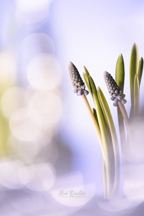 Blauwendruifjes in een zee van bubbels... 