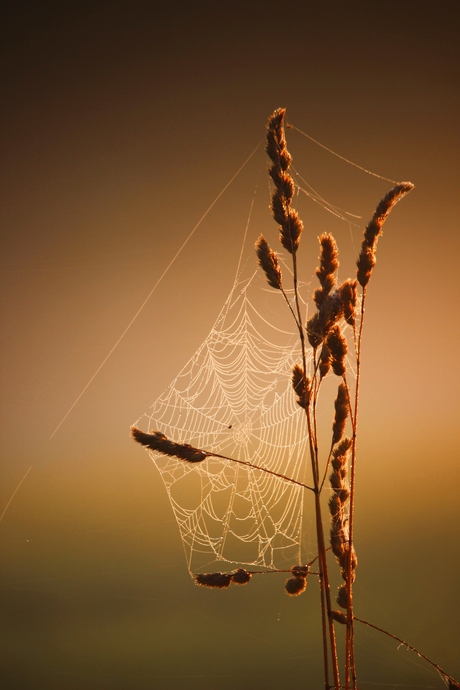 Toile d'araignée.