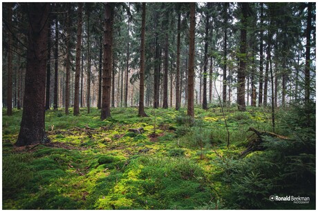 Groen in de winter!