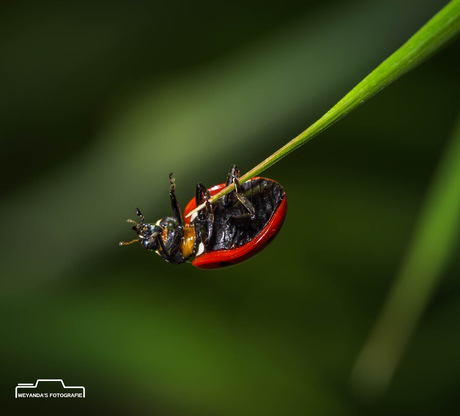 Ladybug hold on help is on the way