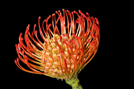 Speldekussen protea