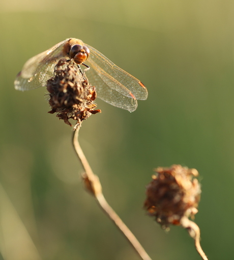 Libelle