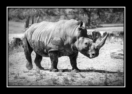 Zuidelijke witte neushoorn