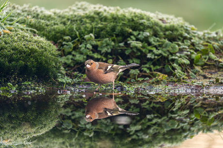 Spiegelbeeld