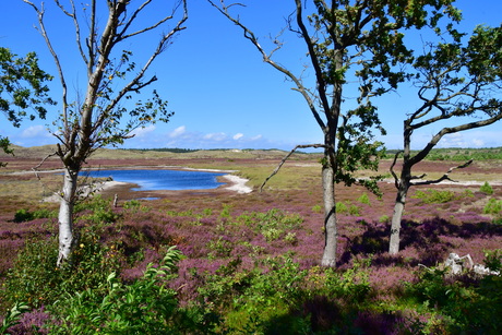 DUINEN EN HEIDE