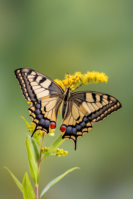 Koninginnenpage met open vleugels
