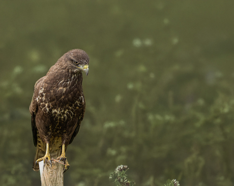 buizerd op jacht.....