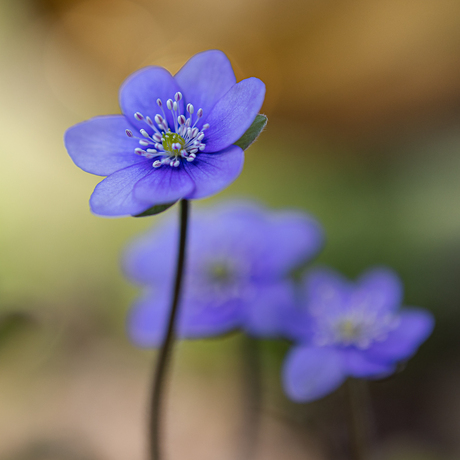 Leverbloemetjes.