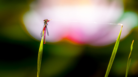 Zo, nu kan ik naar de overkant.