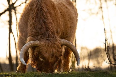 Schotse hooglander