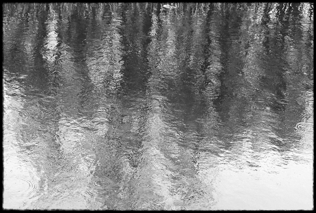 Spiegeling in het Naardermeer