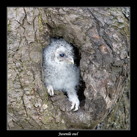 Juvenile owl