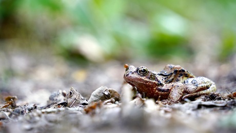 Kikker in het bos.