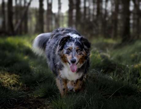 Australian sheperd