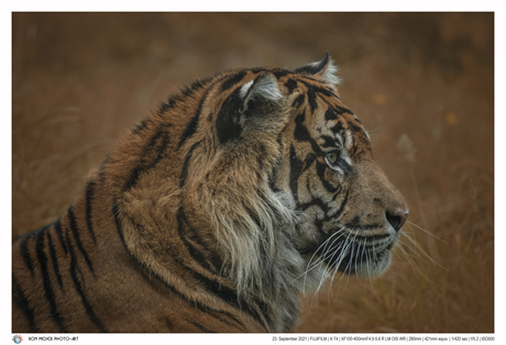 Verborgen in het droge gras op Sumatra, een Sumatraanse tijger!