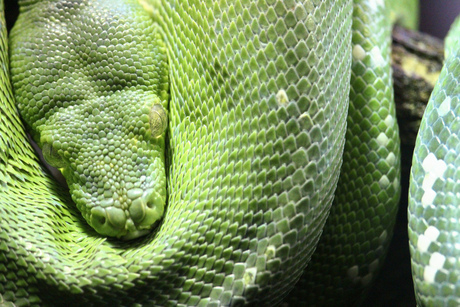 Groene boompython