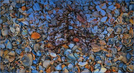 bontgekleurde schelpen..............................