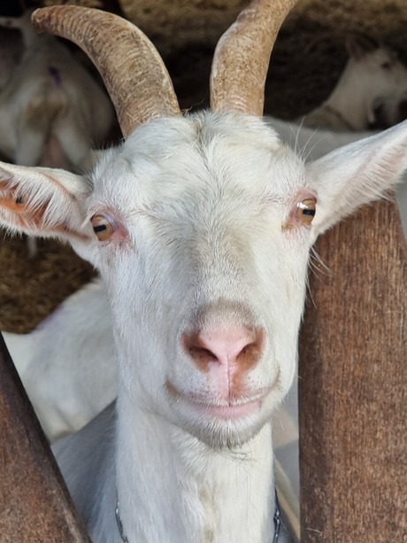 Smiling goat 