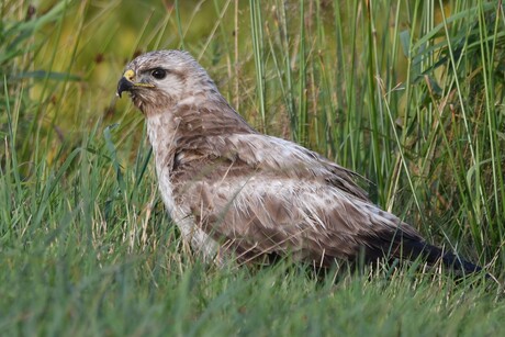 Buizerd