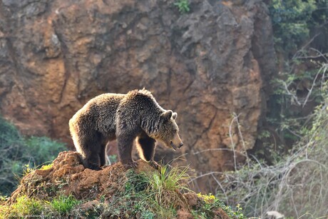 Bears of Cabarceno