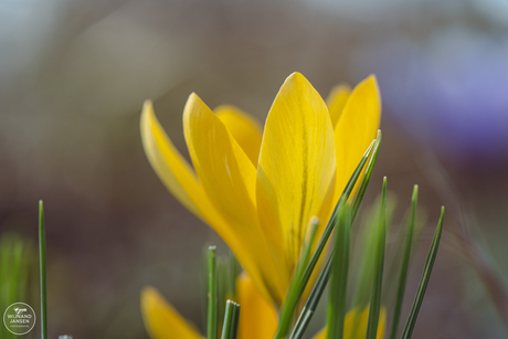 Yellow crocus