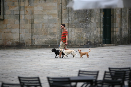 Hondenuitlaatservice