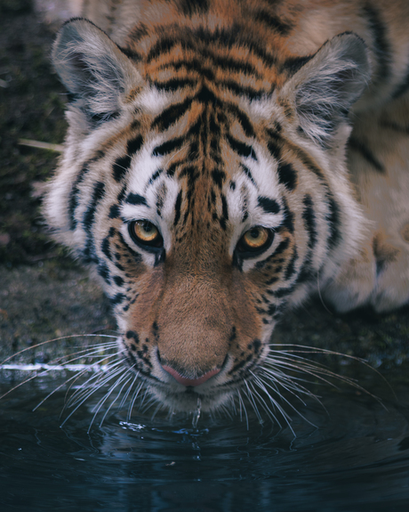 Tijger