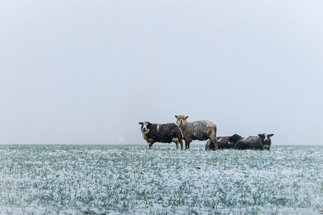 Schaapjes in de sneeuw 