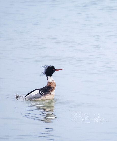 knappe man voor de kust