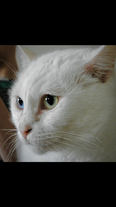 Lieve Bibi