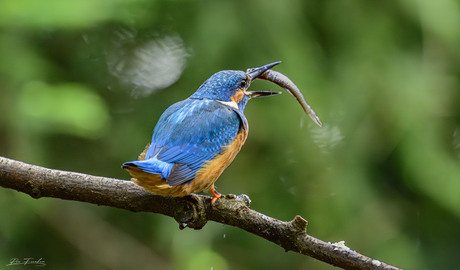 IJsvogel