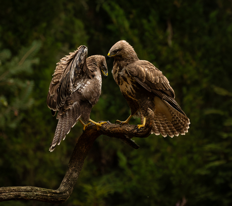 2 jonge buizerds