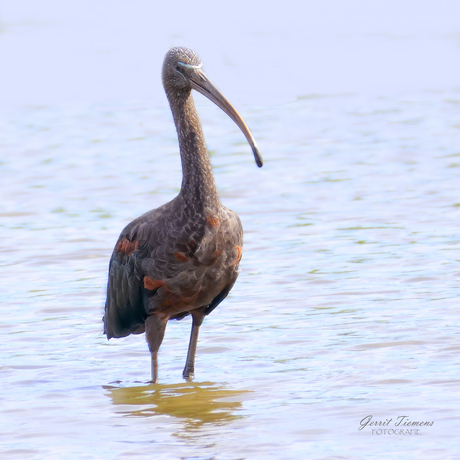 Zwarte Ibis