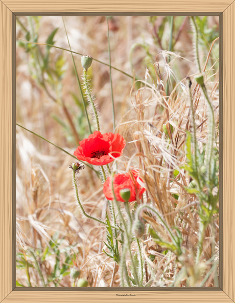 Klaprozen in de duinen