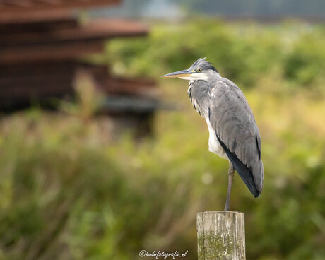 Blauwe reiger. Je ziet ze wel vaker maar deze vroeg erom om vastgelegd te worden.