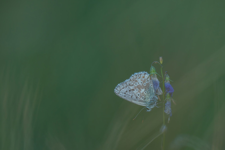 Bleek Blauwtje